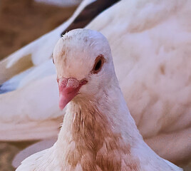 close up of a white dove