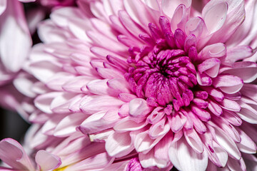 Macro Details of a Chrysanthemum Flower