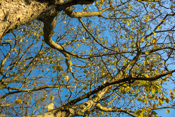 Obraz premium autumn leaves and tree against blue sky