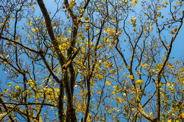 autumn leaves and  tree against blue sky