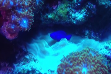 Fototapeta premium Electric Blue Damsel in Coral Outcrop A neon blue damselfish
