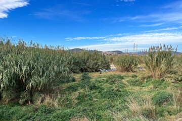 left bank of the Llobregat river overgrown with reeds