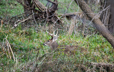 Michigan November Bucks and Does Deer
