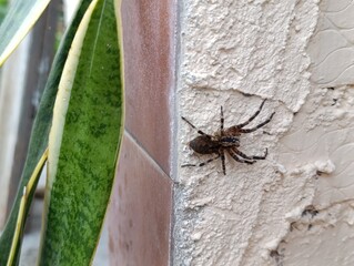 spider on a web