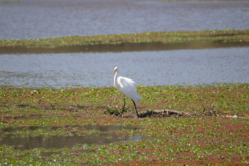 Garza silvestre en el humedal
