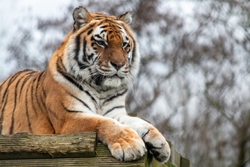 Obraz premium This image captures a majestic tiger resting on a wooden platform, exuding a calm yet powerful presence. The tiger’s orange fur, black stripes, and expressive face are highlighted in great detail.
