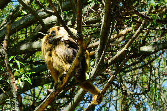 monkey with baby on a tree