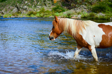 horse in the water