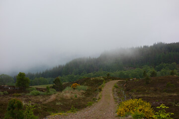 misty morning in the forest with path in scotland