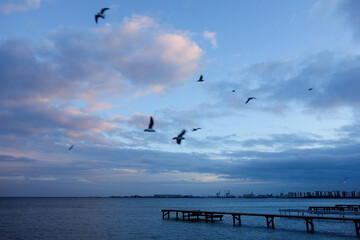 birds flying in the sky with some clouds