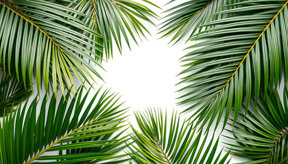 Fototapeta premium tropical palm leaves background copy space . Flat lay, nature concept, mockup isolated with white highlights, png