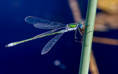 Close-Up of a Male Emerald Damselfly (Lestes Sponsa) Holding on to a Straw