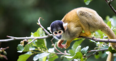 A Squirrel Monkey on a Branch, Keeping Its Hands Free