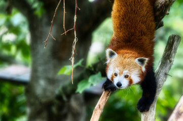 Fototapeta premium Portrait of a Beautiful Red Panda Descending