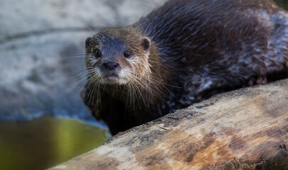 An Otter with Wet Fur and a Curious Look