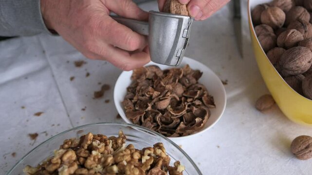 Cracking and extracting a walnut kernel with a steel nutcracker by squeezing the handles with male hands.