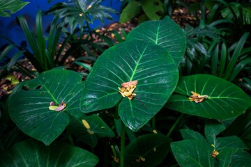 Hojas verdes en jard&iacute;n
