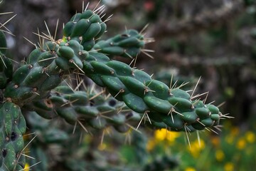 el cactus y sus espinas