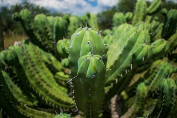 Hermosa flora mexicana