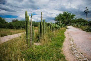 camino de cactus