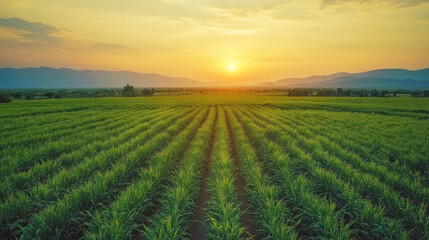 Fototapeta premium organic corn field or maize field at agriculture farm in the morning sunrise 