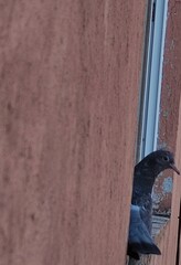 Portrait of a cute looking pigeon about selling a house,Retrato de una linda mirada de una  paloma...