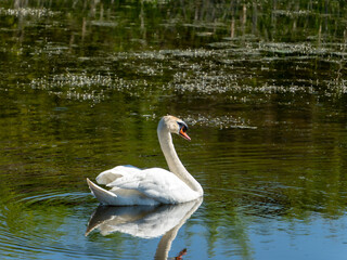 Naklejka premium A single white swan swims peacefully in a tranquil pond. The water is relatively still with patches of green aquatic plants visible beneath the surface.