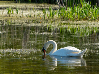 A single, white swan gracefully dips its head into the calm water of a wetland area. Sunlight...