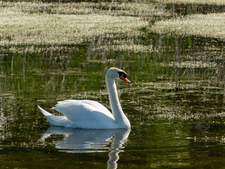A single, elegant white swan swims on a pond with a lush green bottom. Sunlight glistens on the...
