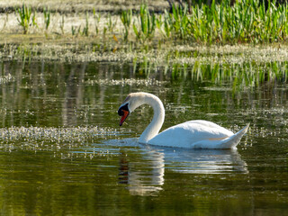A single, elegant white swan floats on a tranquil pond. It bends its neck to feed, creating ripples in the still water. The surrounding area is rich with green aquatic plants.