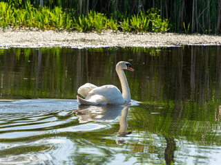 Fototapeta premium A single adult white swan swims peacefully on a still body of water. Green vegetation lines the pond's edge. Sunlight reflects on the water's surface, creating ripples around the swan.