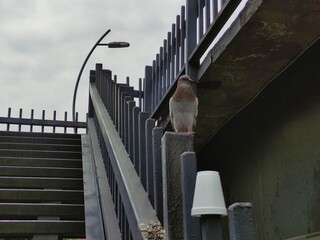 A cute carrier pigeon looking at the camera,Una linda paloma mensajera mirando la cámara 