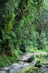 A small wooden bridge along a jungle path in Nepal