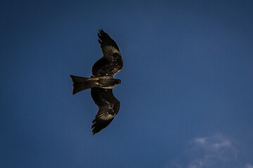 A black kite viewed against clear blue sky