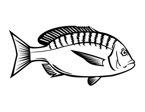 Stencil illustration of a Japanese black porgy, Acanthopagrus schlegeli or Kurodai a marine ray-finned fish in the family Sparidae viewed from side done in black and white retro style.