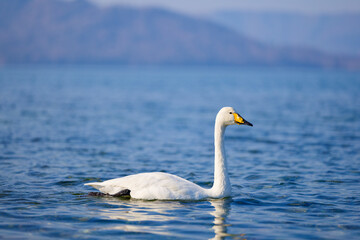 Obraz premium 屈斜路湖の白鳥