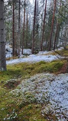 Fototapeta premium Moss under snow in the forest