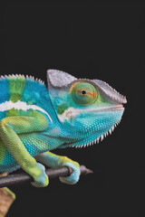 Obraz premium A green and blue chameleon is perched on a branch. The chameleon's eyes are open and it is looking at the camera. Black background