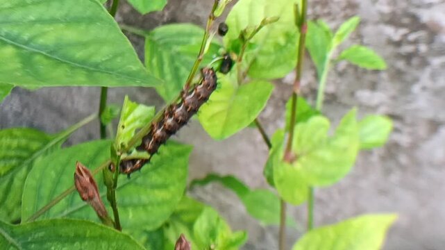 black caterpillar