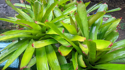 Obraz premium Vibrant Bromeliad: A close-up perspective reveals the vivid, textured leaves of a bromeliad, displaying nature's artistry with its shades of green.