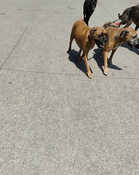 Two brown dogs and two of different colors, one black, gray walking,Dos perros caf&eacute;s y dos de diferentes colores, uno negro, gris caminando&nbsp;,(10774)