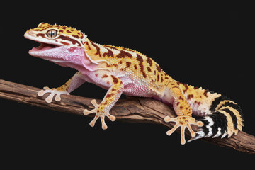 A small lizard is sitting on a branch. The lizard is brown and white with a pink tongue. Black background