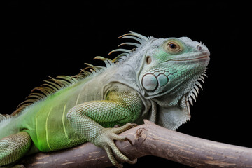 Obraz premium A green iguana is sitting on a branch. The lizard is green and has long, spiky hair. Black background