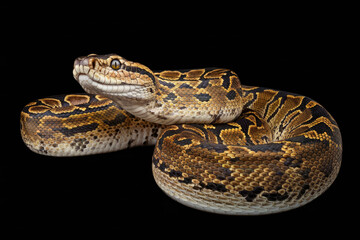 Fototapeta premium A snake is curled up on a black background. The snake is brown and black in color. The snake appears to be resting or sleeping. Black background