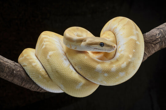 A yellow and white snake is curled up on a branch. The snake is small and he is resting. Black background