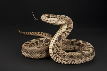 Fototapeta premium A snake is curled up on a black background. The snake is brown and black in color. The snake is not moving. Black background