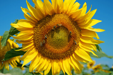 Worker bees on beautiful sunflowers in the field. Bees are very useful insects