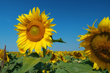 Field of beautiful sunflowers with many bees working. Bees are hard at work