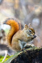 Obraz premium squirrel eating nut