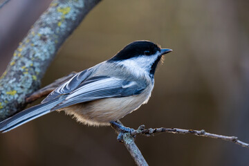 Obraz premium black capped chickadee on a branch